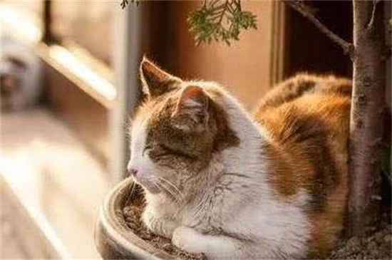 吊兰对猫有毒吗，哪些植物对猫有毒