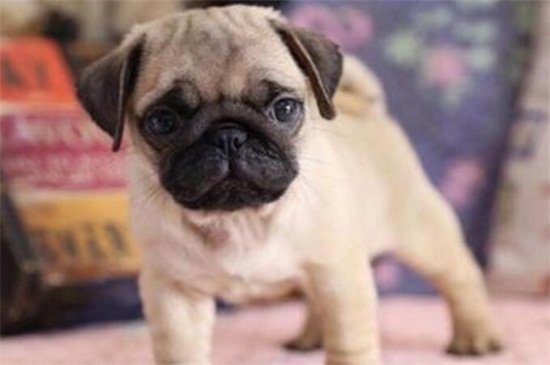 巴哥犬多少钱一只幼犬，市场价在1000～4000元左右