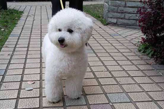 比熊幼犬粮吃到几个月