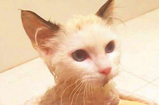 猫咪多大可以洗澡，给幼猫洗澡的最佳时间