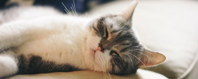 猫猫发出呼噜声是为什么