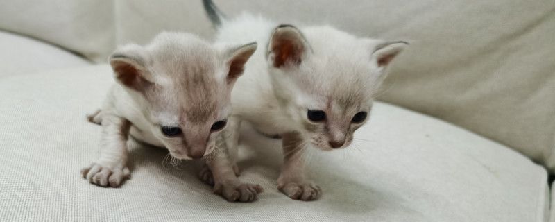 暹罗猫怎么养才听话，让暹罗猫听话小妙招