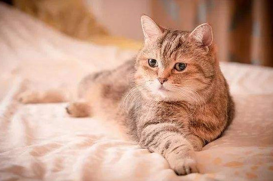 小母猫几个月开始发请