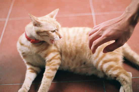 猫咪讨厌你的表现，可能是猫想杀死你的前兆