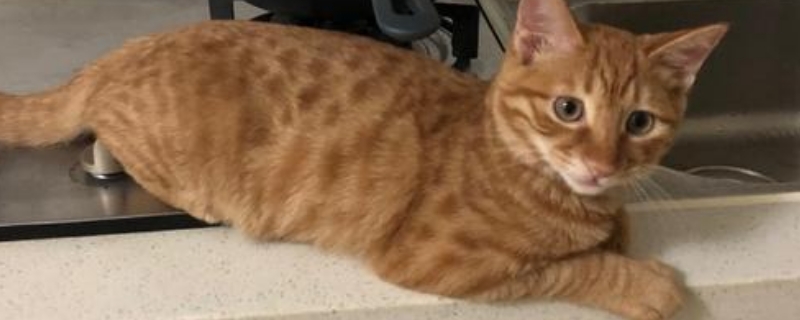 打猫咪会记仇吗