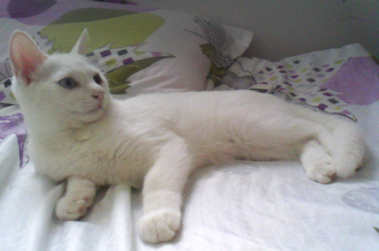 猫咪鼻子发白食欲很好