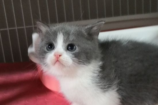 猫能吃八宝粥吗