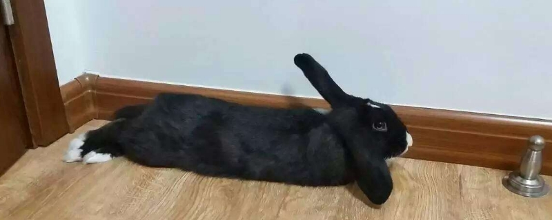 垂耳兔不想养了怎么办