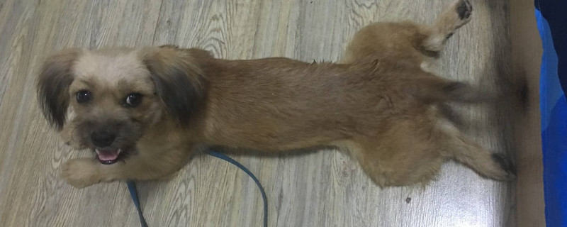 串串狗是什么品种