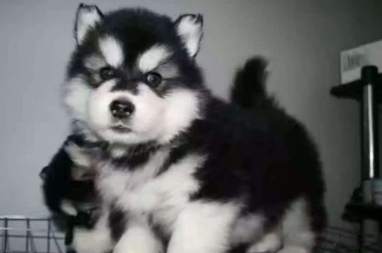 阿拉斯加幼犬喂养指南