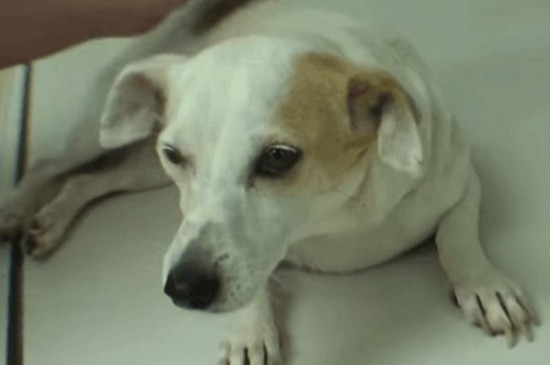 狗狗总吐黄水怎么回事