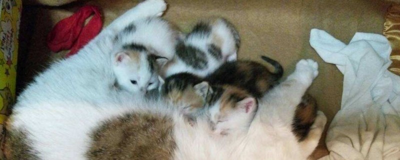 小猫脐带多久脱落