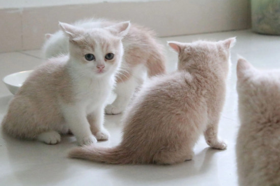 猫咪能听懂主人说话吗