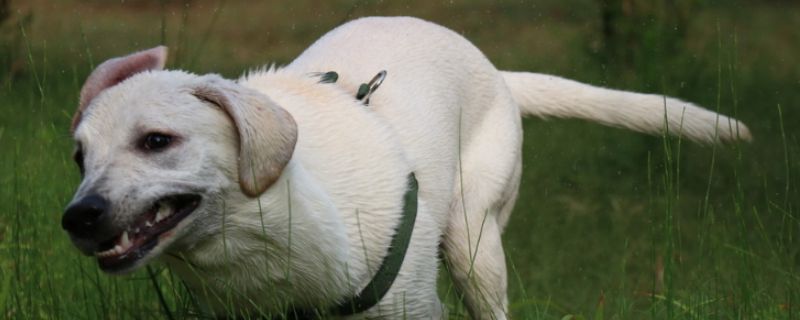 狗狗上吐下泻能自愈吗