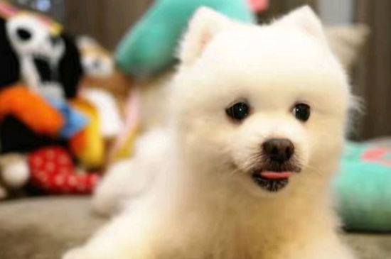 犬瘟热初期症状
