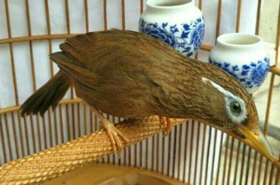 画眉鸟养了三年不起性怎么办