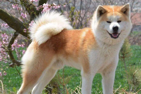 世界十大昂贵狗，盘点10种世界上最名贵的犬种