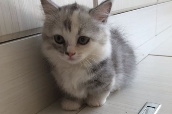 猫多久发情