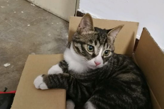 包子脸猫咪是什么品种，英短和狸花猫能长成包子脸