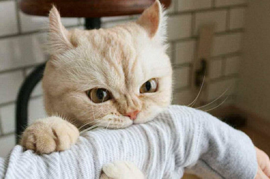 猫猫为什么喜欢咬人，猫咪轻咬主人的原因