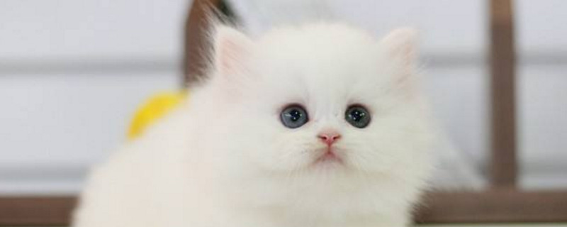一个月的波斯猫怎么养
