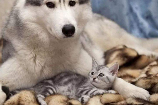 猫可以吃狗粮吗