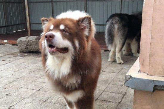 阿拉斯加纯种鉴定标准，鉴别纯种阿拉斯加犬的4个技巧