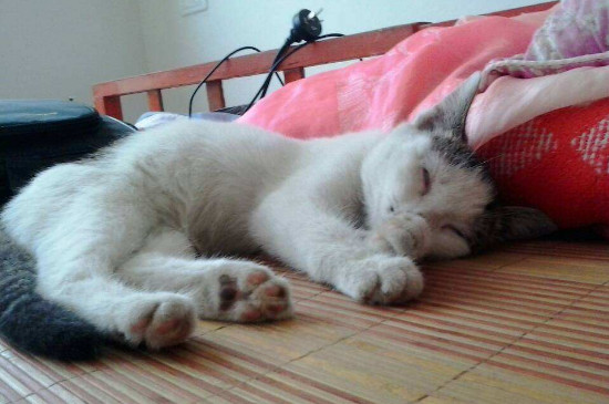 怎么知道猫咪有没有发烧