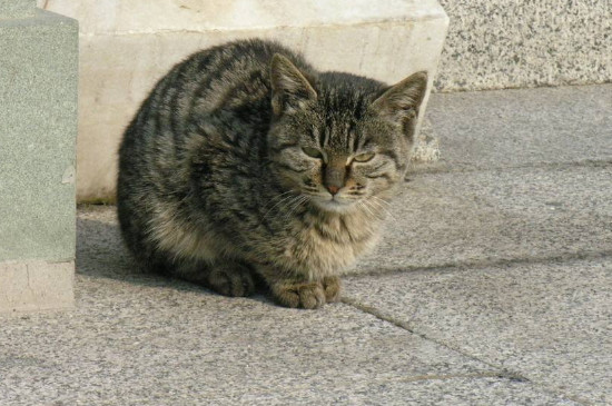 野猫喂什么给它吃