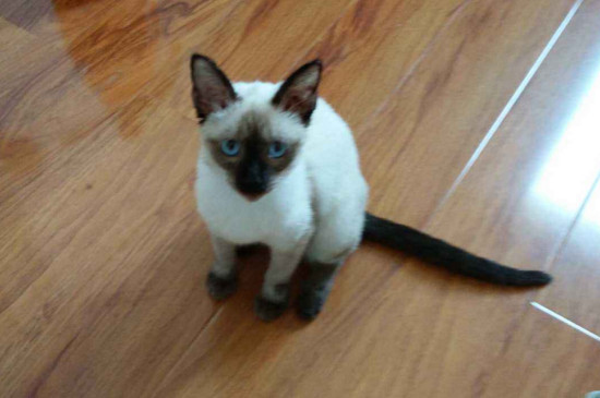猫睡觉时抽搐怎么回事
