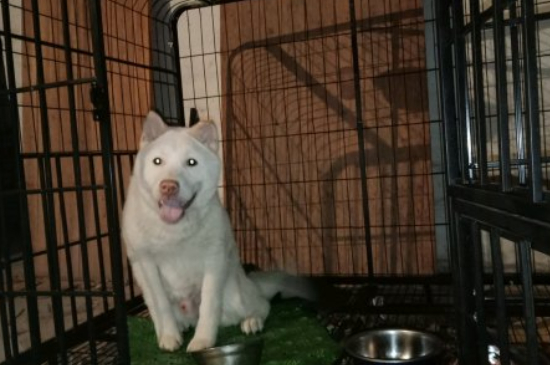 狗肚子上长了个肉疙瘩