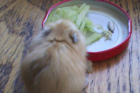 仓鼠感冒吃什么药