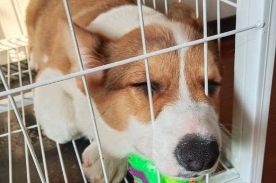 狗狗一激动就漏尿是怎么回事