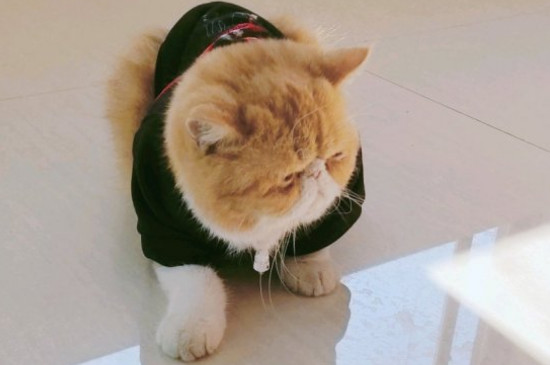 母猫绝育的坏处