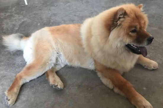 新买的松狮幼犬怎么养
