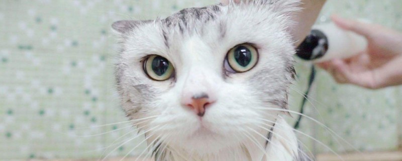 猫为什么要绝育