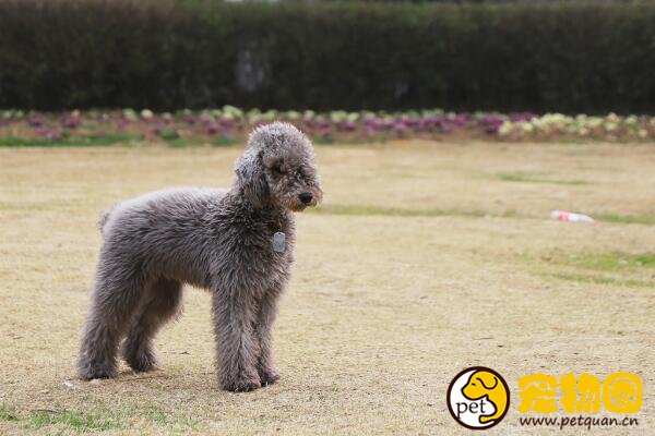 贝灵顿梗是可爱的混血绵羊犬，又能欣赏又能看家