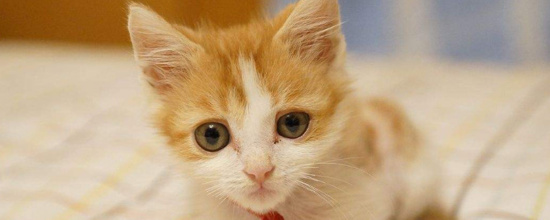 猫咪眼睛发炎会自愈吗