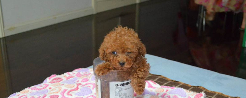 茶杯犬能长多大