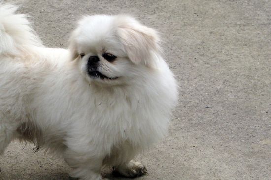 幼犬狗粮怎么喂