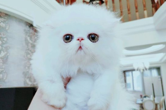 波斯猫和加菲猫的区别