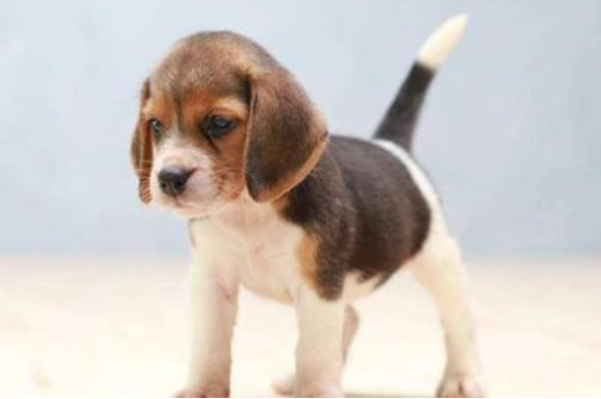比格犬怎样训练