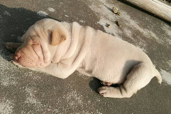 狗瘟早期症状是什么样子的，犬瘟初期症状及治疗