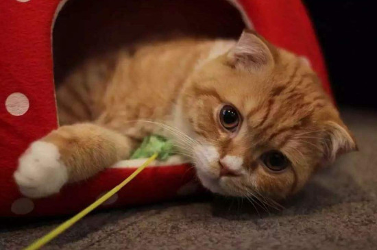猫咪为什么吐黄水就死
