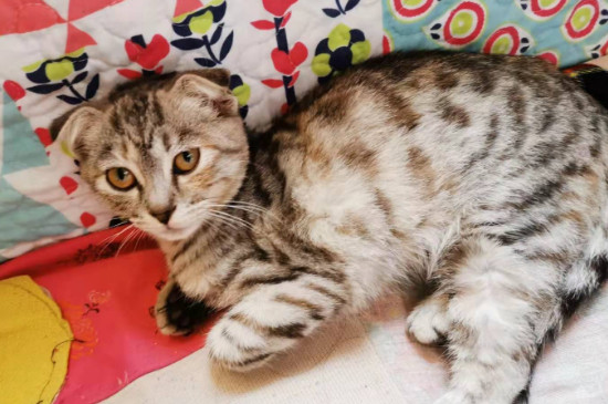 猫鼻子总是有黑脏块