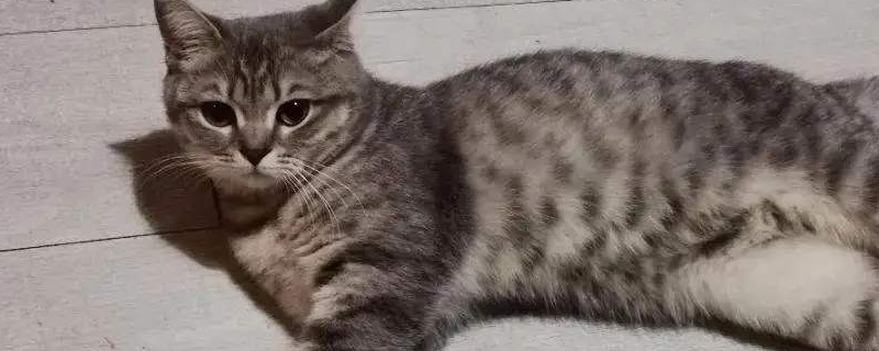 猫咪能活几年