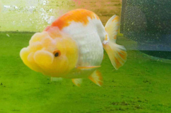 金鱼不换水能活多久