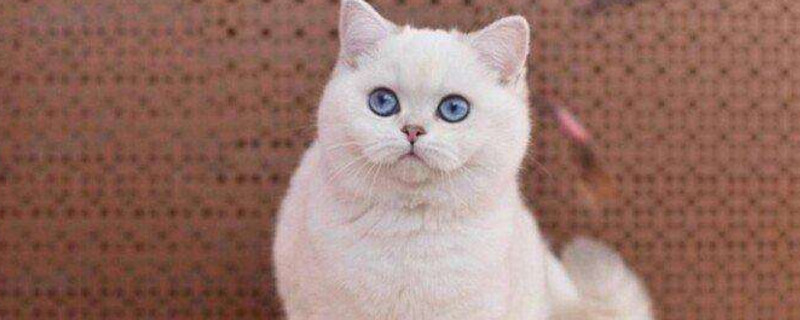 渐层猫优缺点
