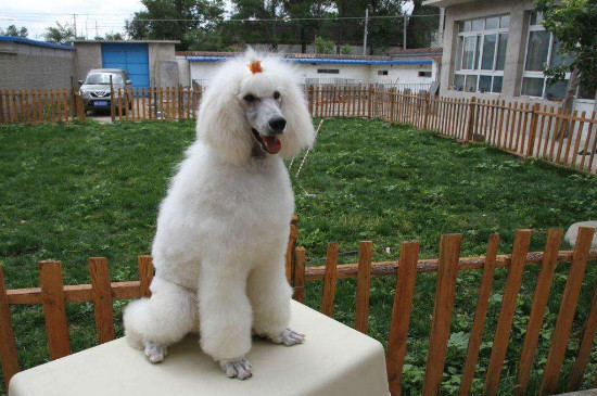 巨贵犬好养吗，养巨贵犬注意事项