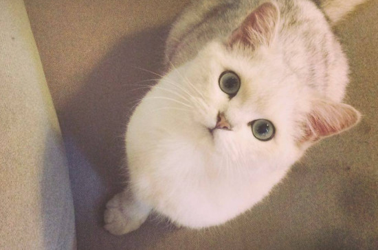 猫咪发情表现，母猫会撅屁股公猫爱乱滋尿